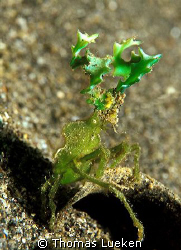 green crab in Lembe, F100 by Thomas Lueken 
